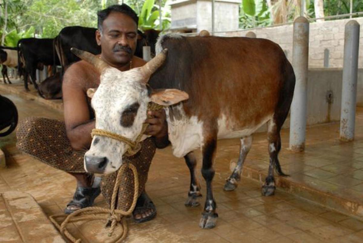 A Kasaragod breed